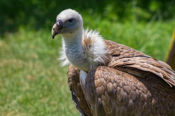 Griffon Vulture (Gyps fulvus) — Stock Photo, Image
