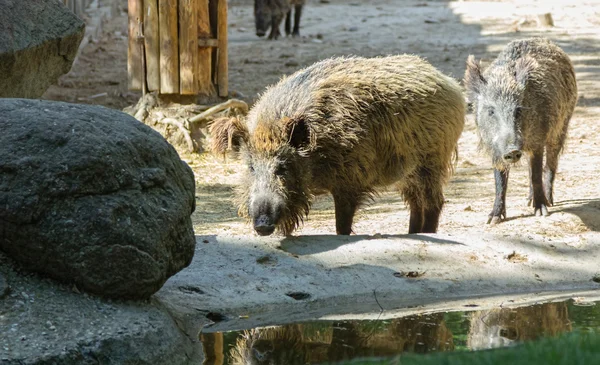 Cinghiale europeo — Foto Stock