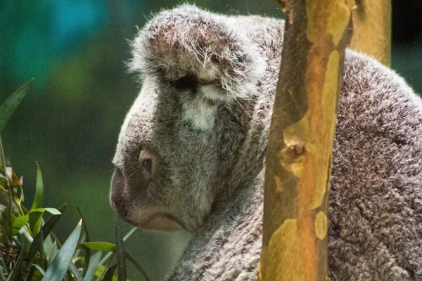 Koala relaxado nos ramos de uma árvore — Fotografia de Stock