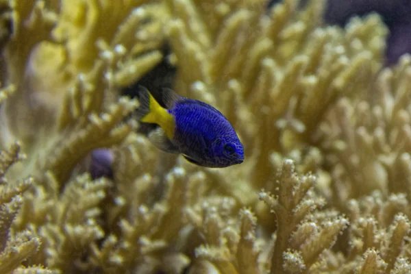 Peces tropicales de colores bonitos —  Fotos de Stock