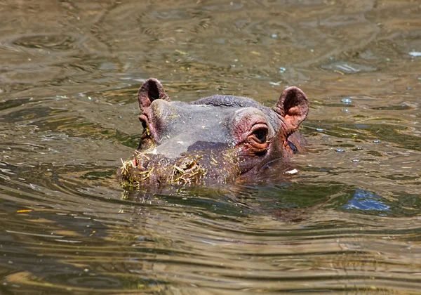 African hippo resting in the water Stock Image