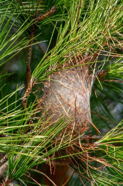 Çam ağacında işlenmiş tırtıl yuvası