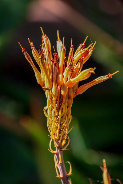 Bella Pianta Con Fiori Arancio — Foto Stock