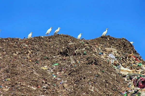 Muitas Gaivotas Uma Enorme Montanha Lixo — Fotografia de Stock