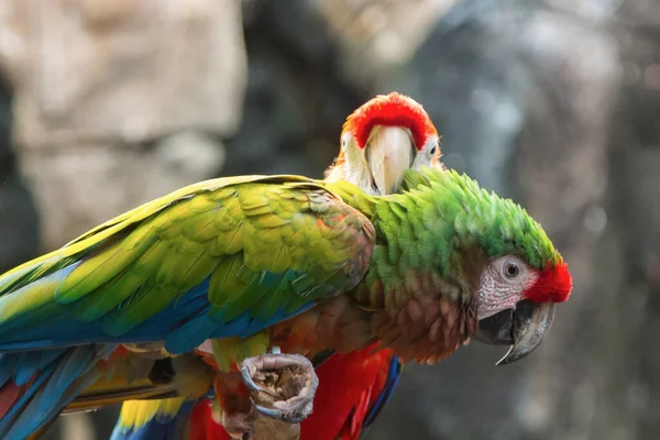 Pretty Couple Multicolored Parrots — Stock Photo, Image