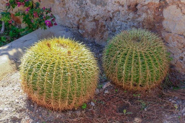 Echinocactus Grusonii Kaktus Som Kallas Svärmorssätet — Stockfoto