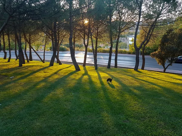 木々に囲まれた公園内の道 — ストック写真