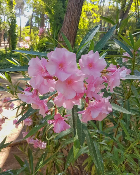 Mooie Bloemen Met Roze Bloemblaadjes — Stockfoto