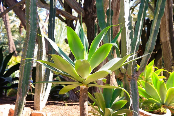 Bracteosa Agave Maguey Spindel Saftig Kaktus — Stockfoto
