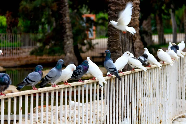 Białe Szare Gołębie Siedzące Balustradzie Parku — Zdjęcie stockowe