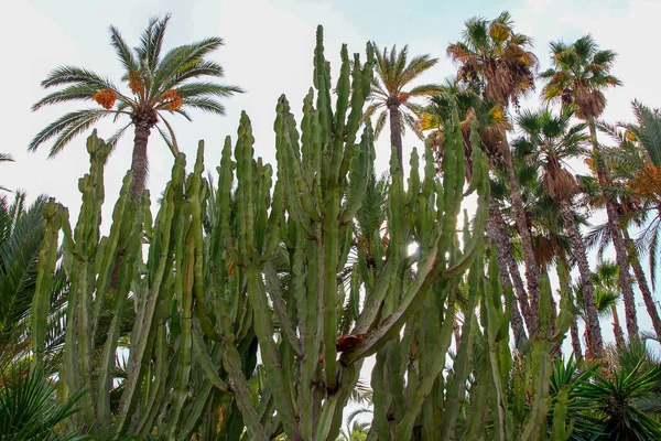 Dettaglio Qualche Grande Cactus — Foto Stock