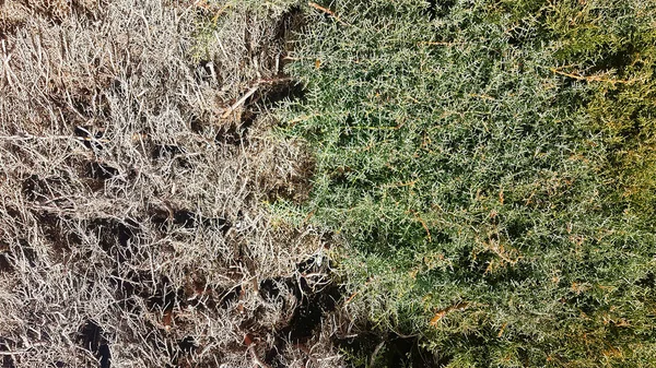 Φόντο Φυτά Cupressus Arizonica Μισό Αποξηραμένο Μισό Πράσινο — Φωτογραφία Αρχείου