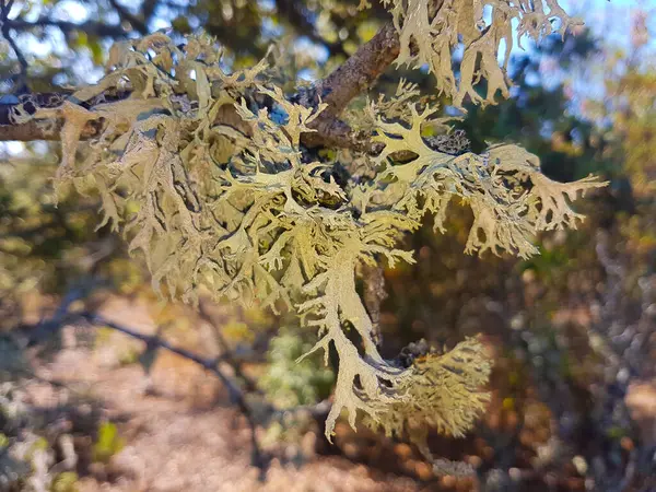 Big Dry Lichen Tree — Stock Photo, Image
