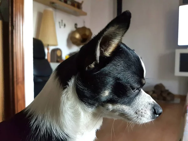 Pensiv Svart Och Vit Chihuahua — Stockfoto