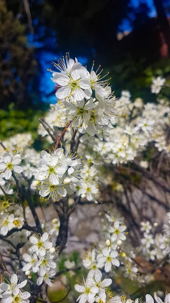 Bonitas Flores Blancas Campo — Foto de Stock