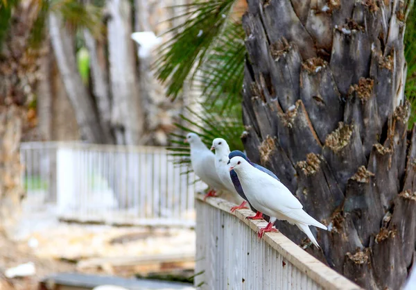 白色和灰色的鸽子栖息在公园的栏杆上 — 图库照片