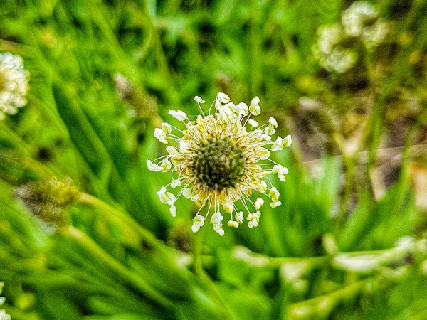 Macro Leuke Plant Van Naam Ribwort Groene Achtergrond — Stockfoto