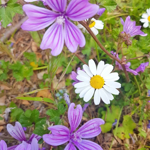 Mooie Roze Bloemen Witte Madeliefjes — Stockfoto