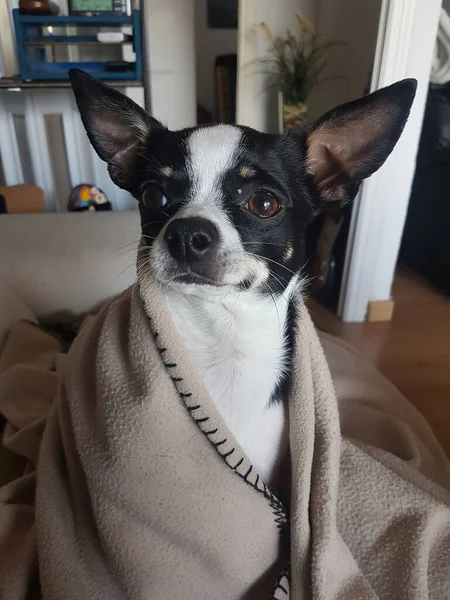 Chihuahua Blanco Negro Vestido Como Yoda — Foto de Stock