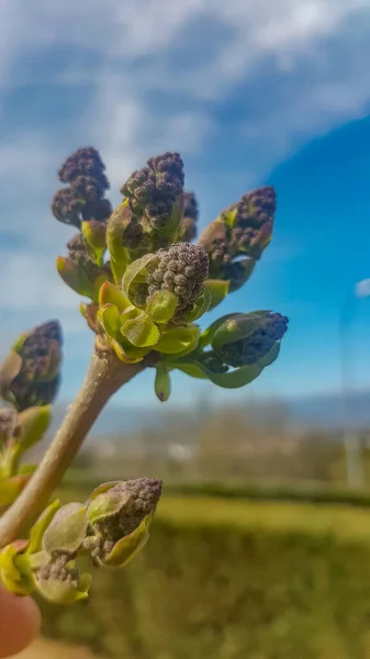 Sementes Prontas Para Deixar Planta — Fotografia de Stock