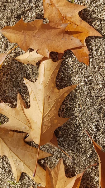 Ground Background Leaf Dry Nature Brown Autumn Outdoor Forest Colorful — Stock Photo, Image