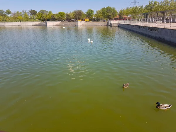 Ducks Swimming Pond — Stock Photo, Image