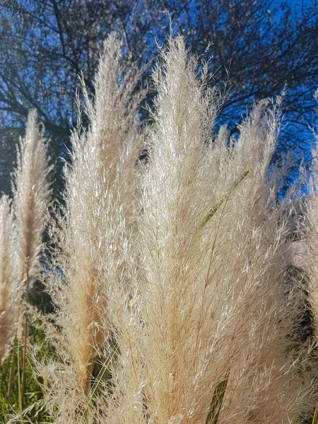 Όμορφα Κάτω Φυτά Cortaderia Selloana — Φωτογραφία Αρχείου