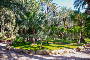 Ağaçlarla dolu bir parkta yol