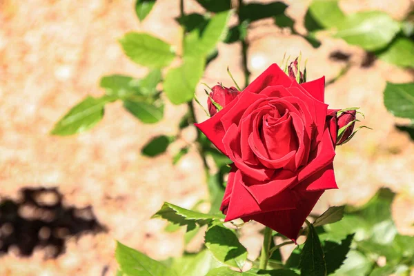 Rosas Vermelhas Bonitas Flor — Fotografia de Stock