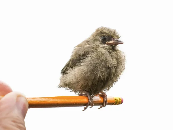 很好看的小鸟上轻松一支铅笔 — 图库照片