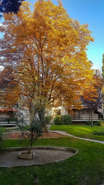 Chemin Intérieur Parc Plein Arbres — Photo