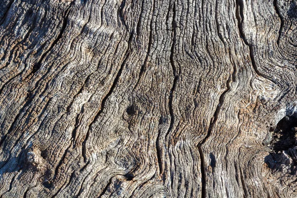 Background Cracks Dry Trunk — Stock Photo, Image