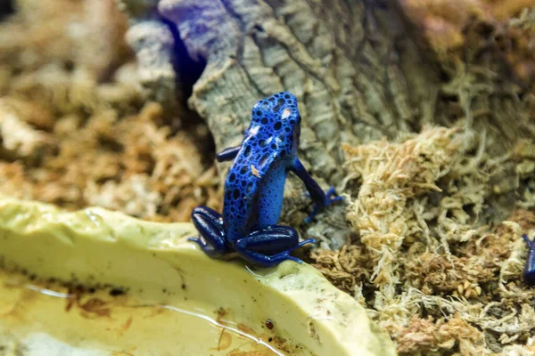 Sininen Nuoli Sammakko Dendrobates Azureus — kuvapankkivalokuva