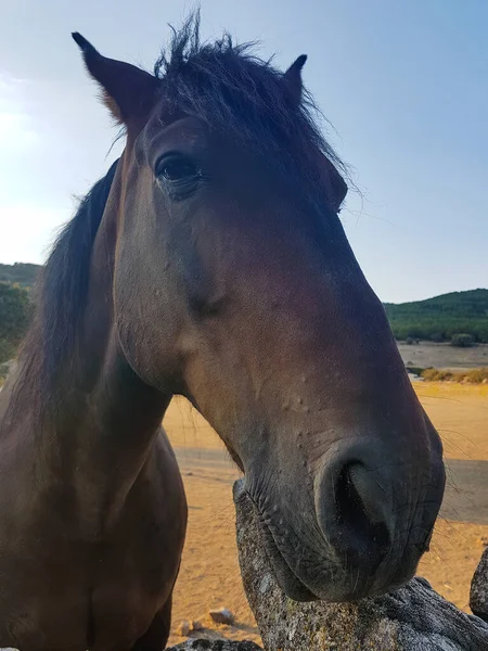 Bela Cabeça Cavalo Preto Branco — Fotografia de Stock