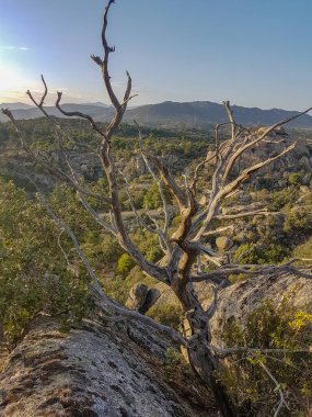 Arka planda mavi gökyüzü olan kuru ağaç