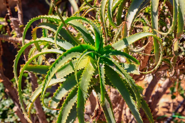Bracteosa Agave Maguey Spindel Saftig Kaktus — Stockfoto