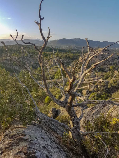 Arka planda mavi gökyüzü olan kuru ağaç