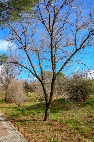 Route Sentier Travers Campagne — Photo