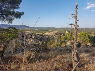Arka planda mavi gökyüzü olan kuru ağaç
