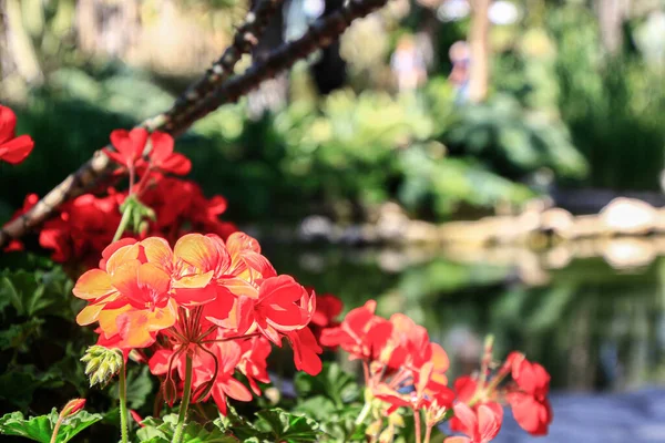 Schöne Rote Blumen Feld — Stockfoto
