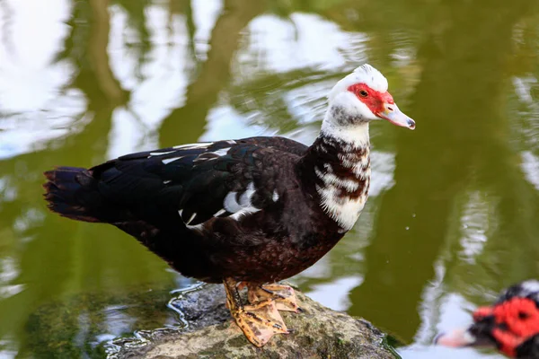 Black White Duck Red Mask — Stock Photo, Image