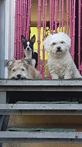 Three Breed Puppies Pose Together — Stock Fotó