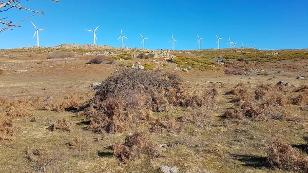 Prados Hierba Con Molinos Viento Fondo —  Fotos de Stock