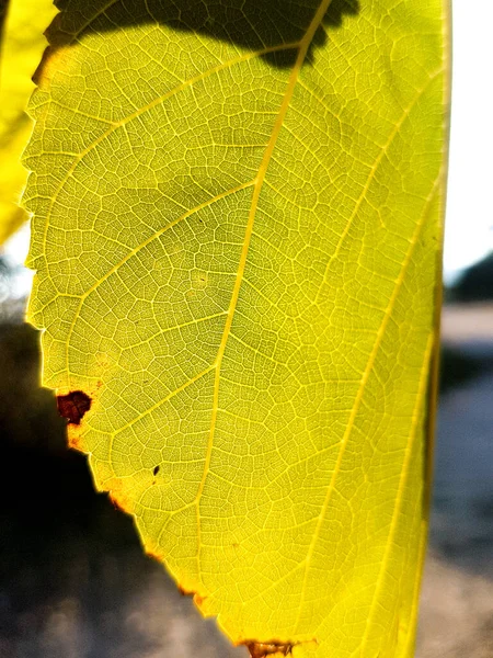 Groene Bladmacro Zon — Stockfoto