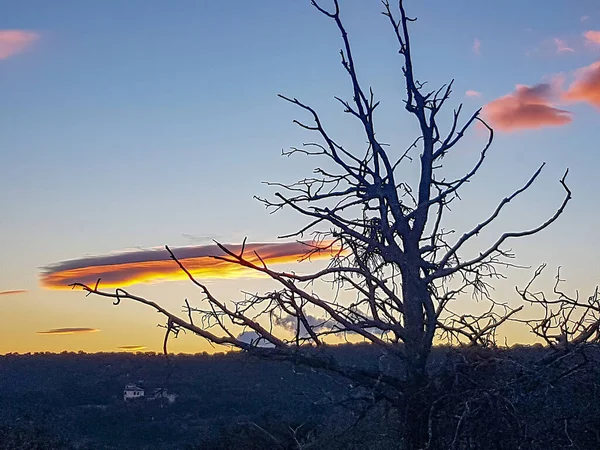 Árbol Seco Con Cielo Nubes Atardecer — Foto de Stock