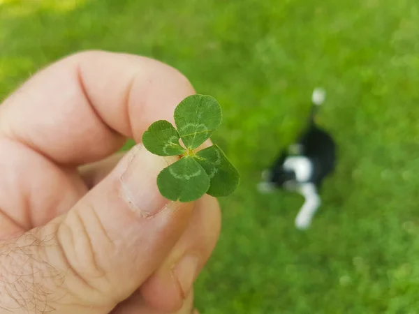 Green Clover Four Leaves One Hand — Photo