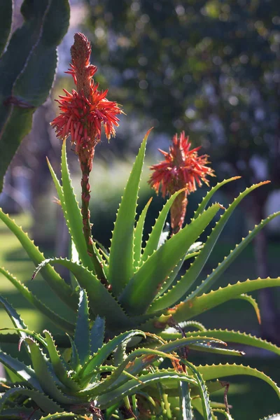 Kaktus Med Vackra Röda Blomma — Stockfoto