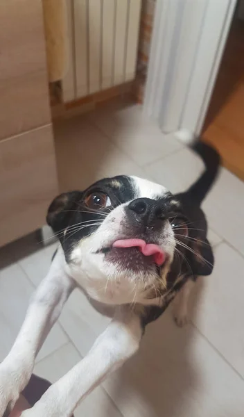 Chihuahua Black White Tongue Very Twisted — Stock Photo, Image