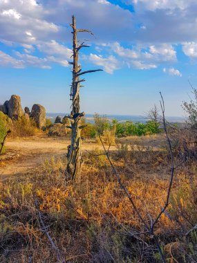Mavi gökyüzü ve bulutlu arka planda kuru ağaç