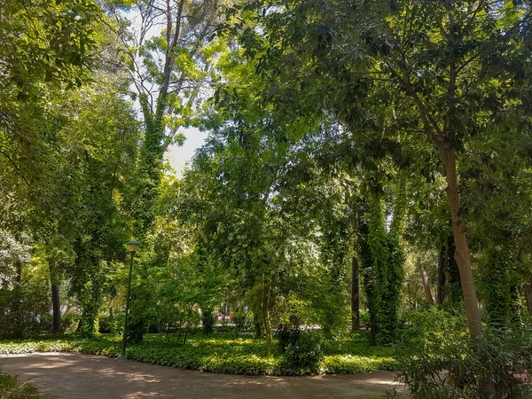 木々に囲まれた公園内の道 — ストック写真